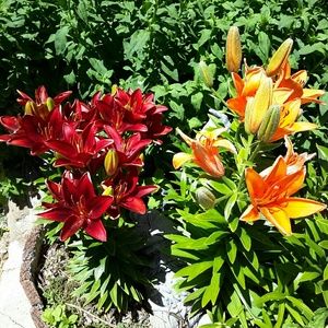 Bundle for @tcardinal only, others will be cancel